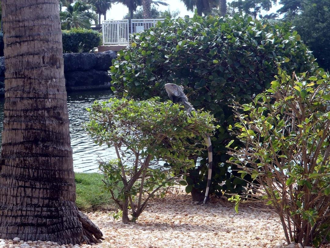 A scene from vacation last week...never seen an iguana sitting on top of a bush before!