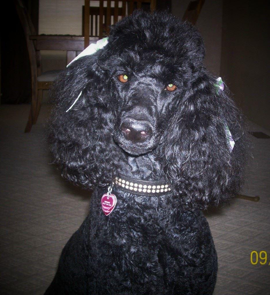 Happy golden birthday to my beautiful Monique. 11 years today