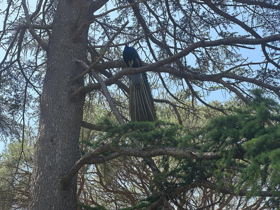 At Parque Samá in Cambrils. Have you ever seen a peacock in a tree?