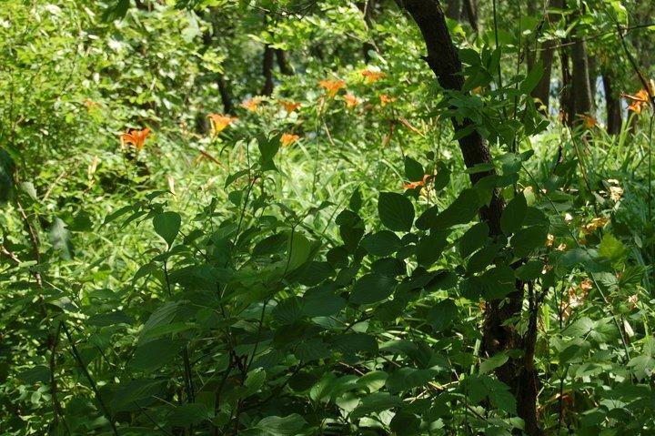 Catherine Reasoner's album, May 14, 2011