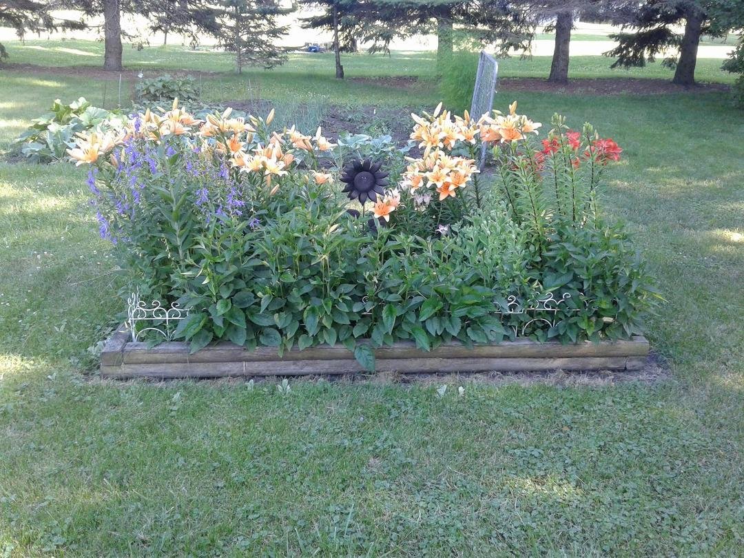 Moms flower garden is looking good