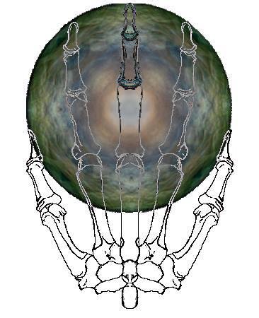 jacd skeletal hand holding eye-orb
