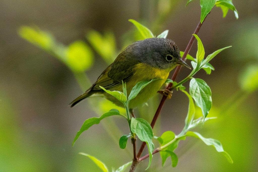 Nashville Warbler