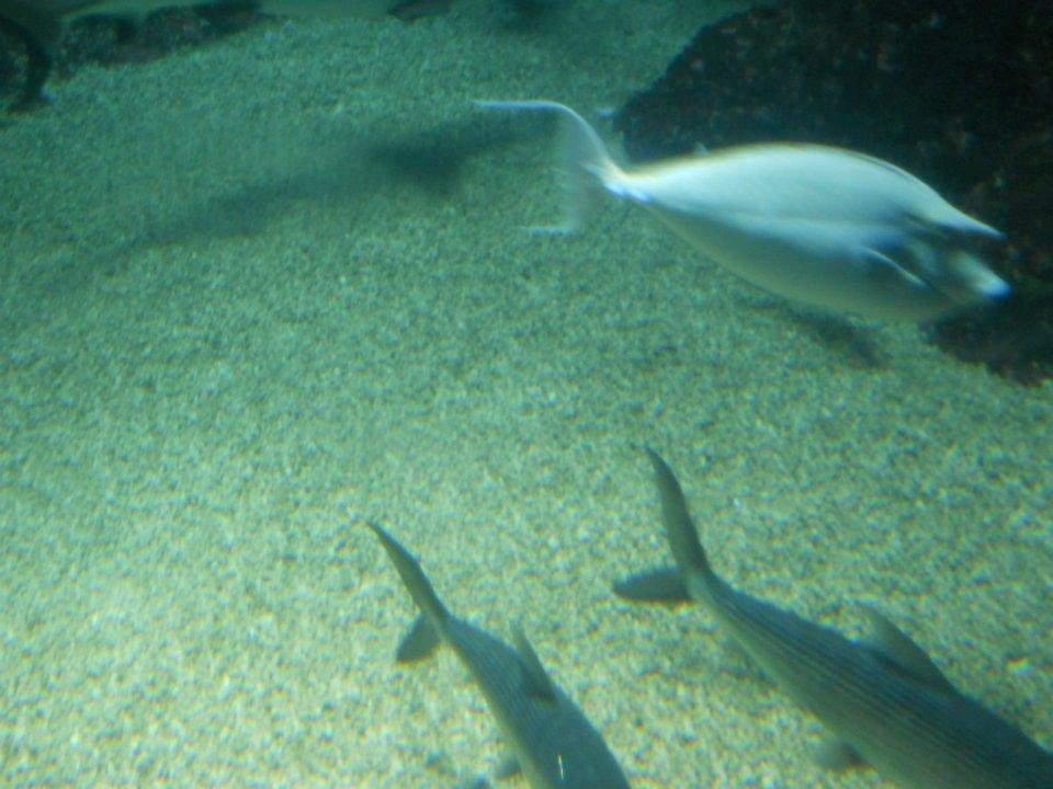 Unicorn fish (duh!)