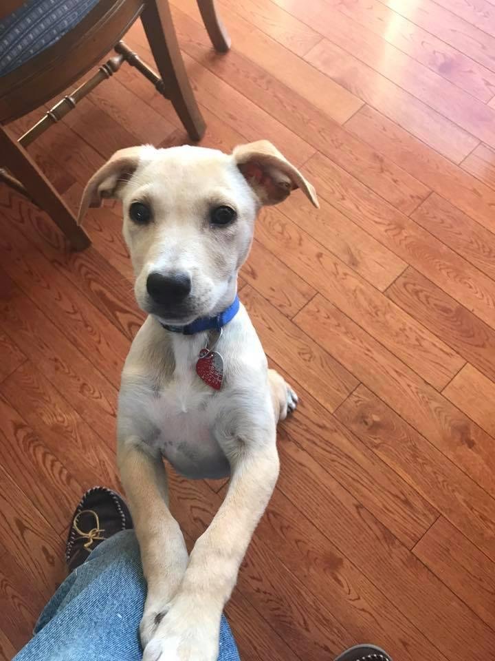 She's a good girl. Great disposition.
Sasha is her name. Looking forward to years of joy with her.