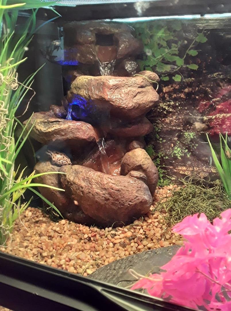 Josh Kessler, look what I got for Froggy! He seems to like it! Can you see him?