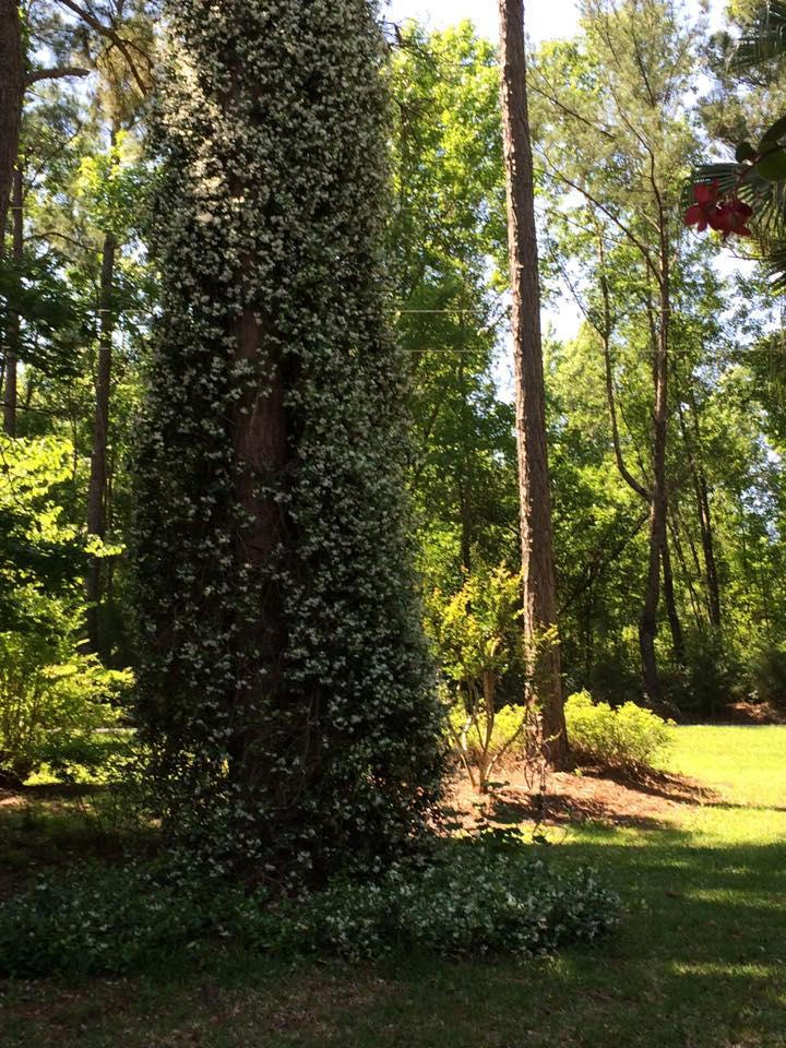 Most beautiful jasmine ever!