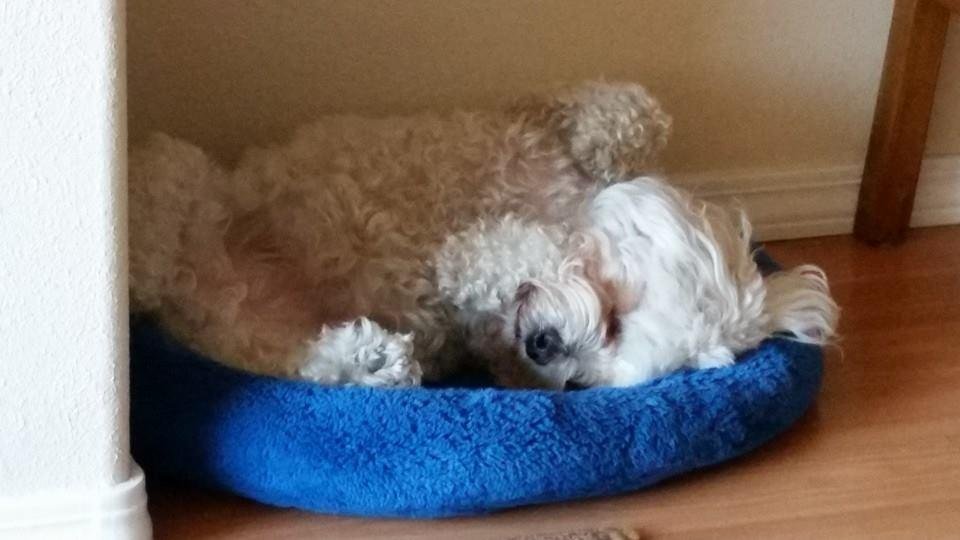 I think I wore Morty out today
