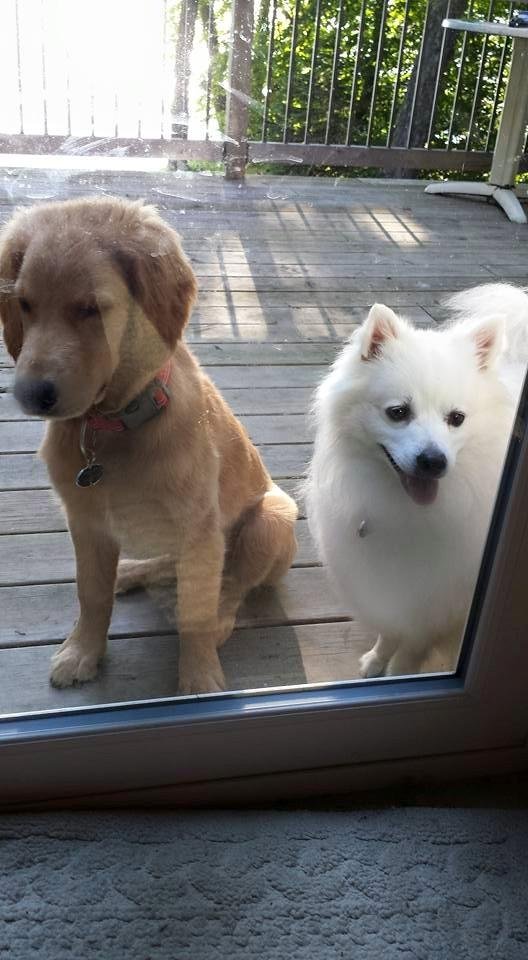 Weekend  guests at the cabin, Bodhi and Rookie!