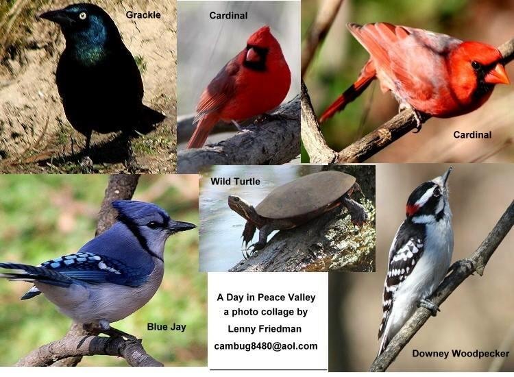 Finally took a break from my business venture to join my buddies, Dwight Molotsky and Jeff Kleger on a trip to Peace Valley Park. Great day and another photo-collage. Enjoy!