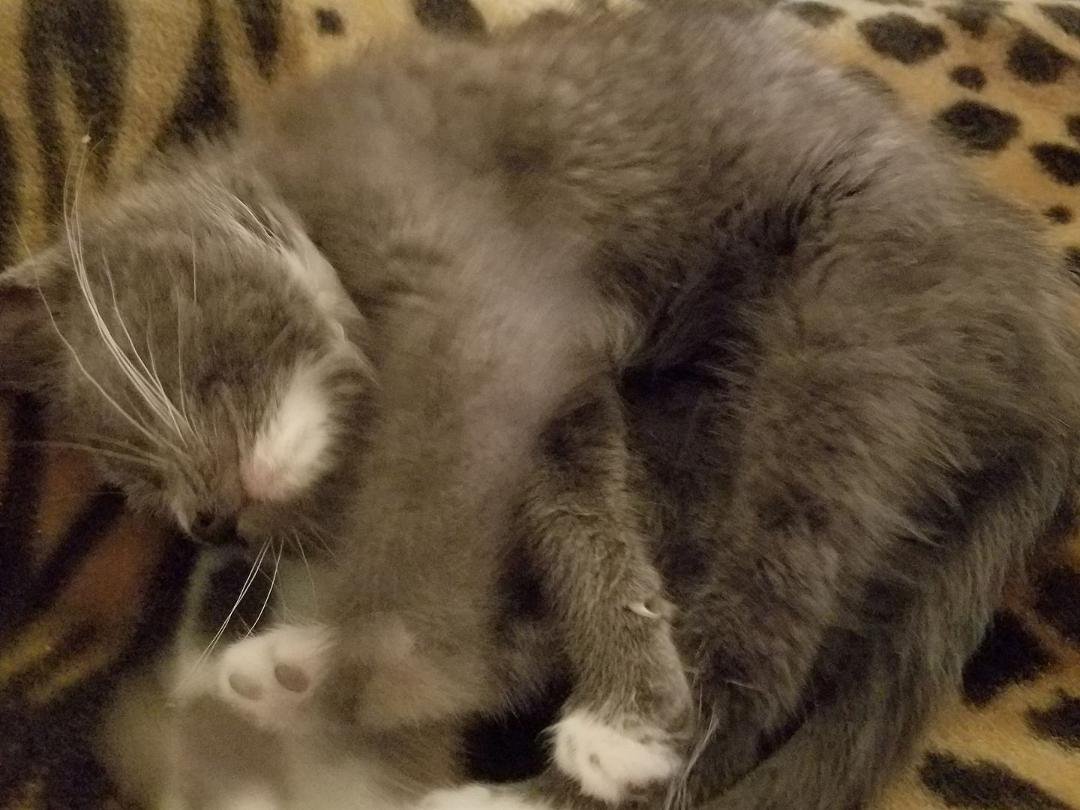 Sleeping away on my bed.