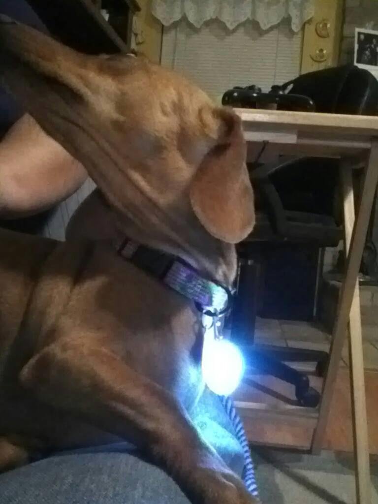 So every night penny goes outside and won't come in when we call her, since its dark we can't even see her...bought this little light that goes on her caller..tonight penny we KNOW where you are!!!