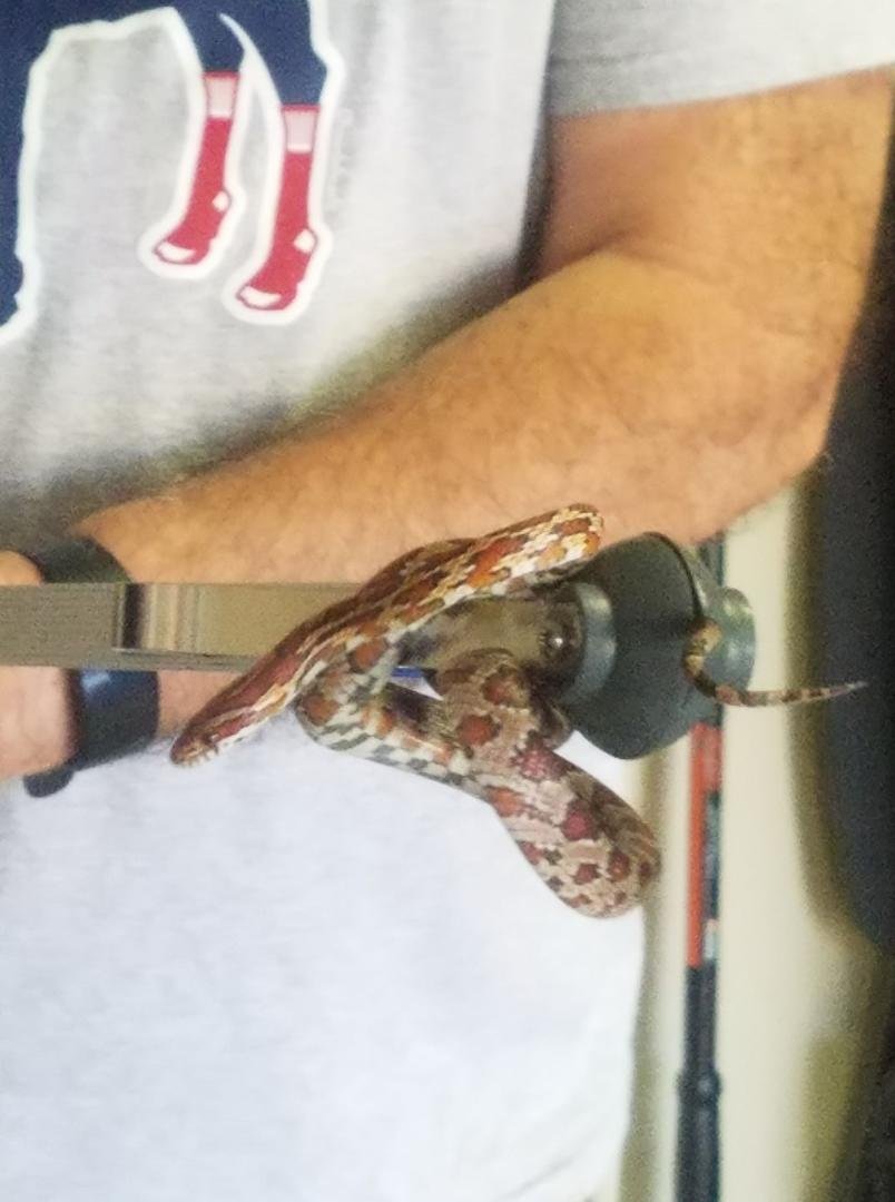 I got a new grabber today & wouldn't you know Martha had a job for me before I even got it out of the car.... yes a cute cuddly snake
...