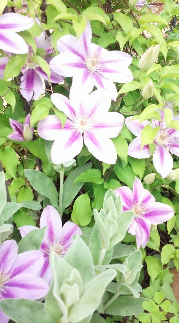 GOOD MORNING be BLESSED be HAPPY !!!