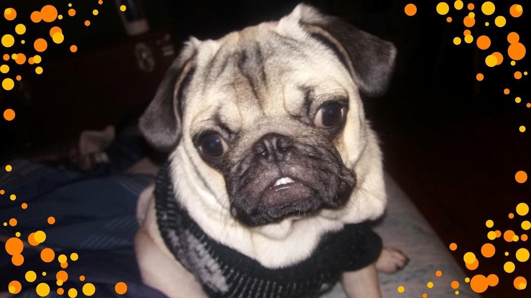 Nikki. My pug baby
