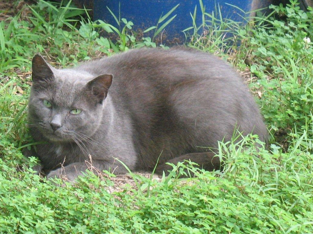 Meowrice - It's three years now since he's adopted us!!