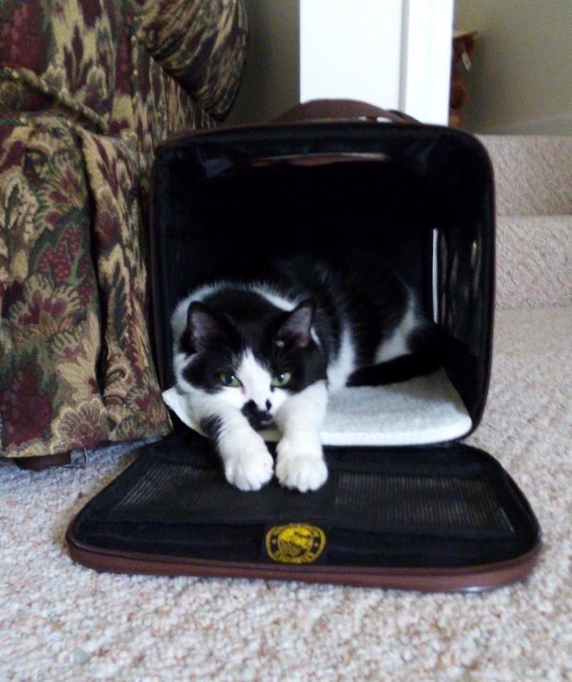 We bought our Miss Cleo a new larger (because she is) carrier for vet trips, etc. We set it up in an open position upstairs. Someday she's gonna be in for a rude surprise.