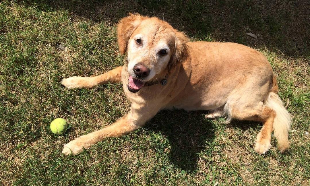 Had to say goodbye to our dear family member Sugarbear. We will miss the wag of her tail and her loving companionship.