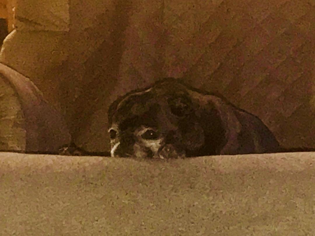 Lucy resting.