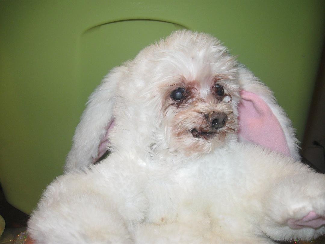 Baboo and his ear transplant