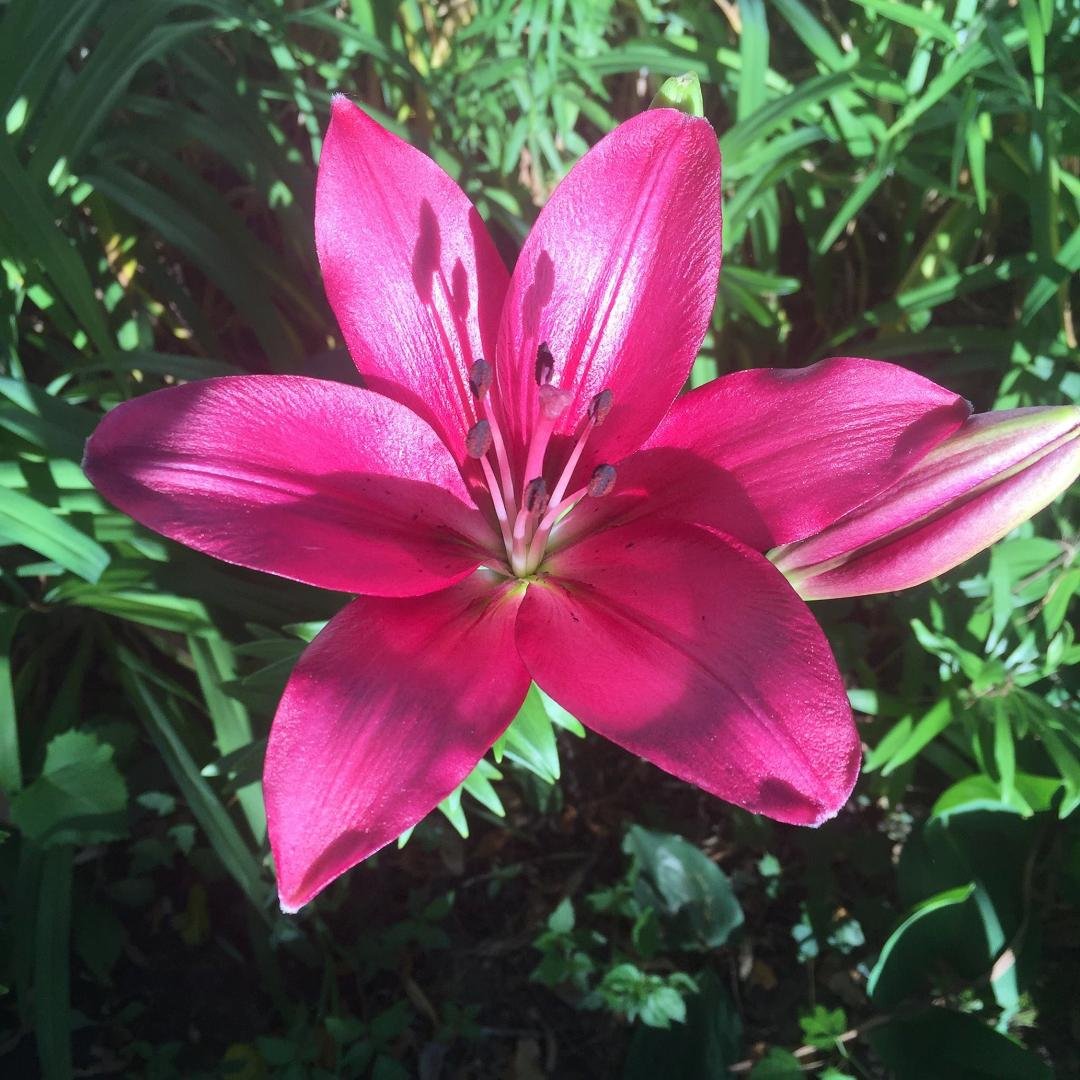 HELENE SCHALL's album, Timeline Photos