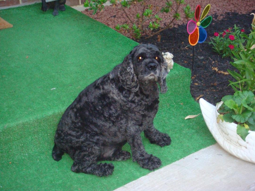 At 3:30 today we had to put our 10 year old cocker spaniel to sleep. Jet was a good little dog, he would never run away, & he would follow you wherever you went. We started noticing Jet going downhill about a year ago and t