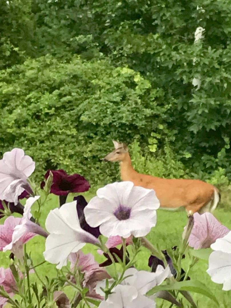 Last summer my birthday girl Cori took this picture of a deer in our front yard threw the petunias!
