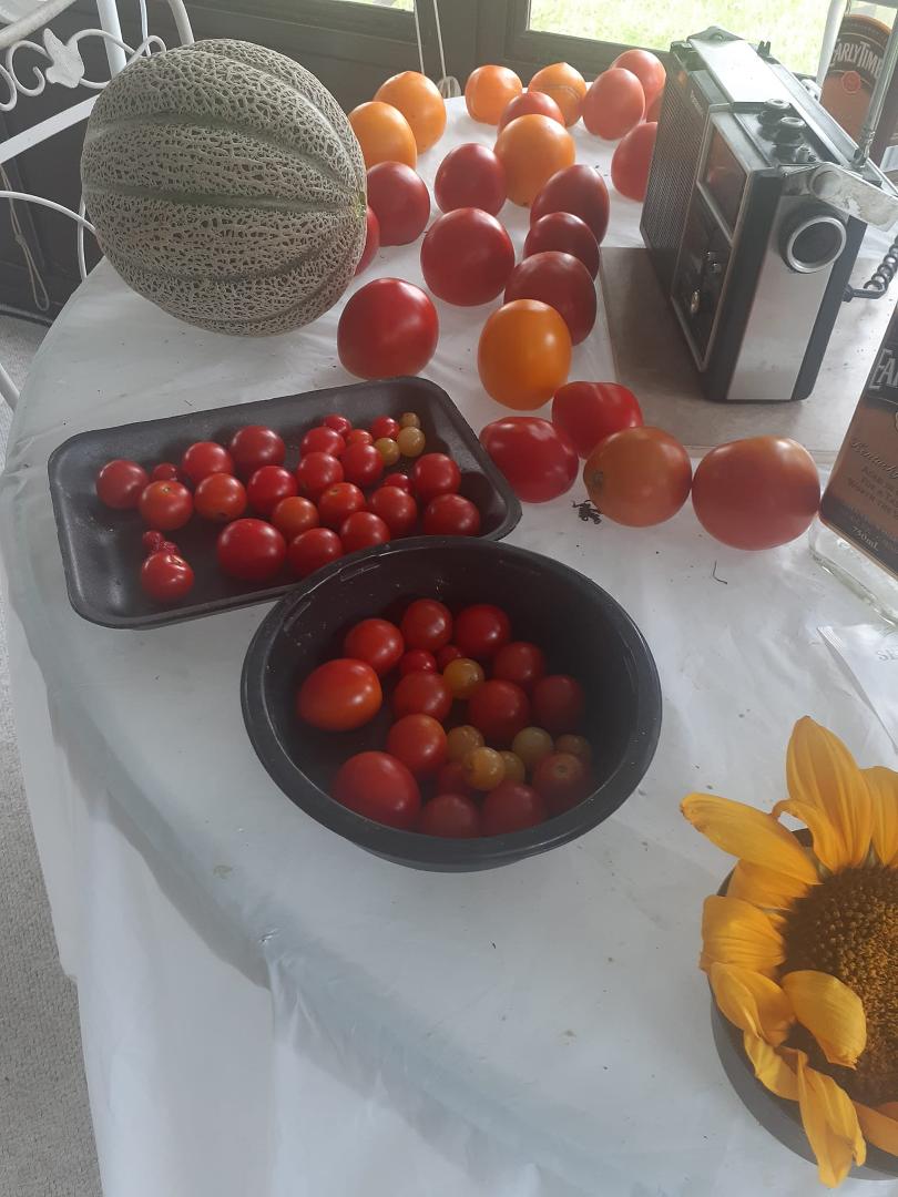 Gardening has been good this year. Tomatoes and cucumbers did extremly well even got onions,cantaloupe and giant sunflowers. Sadly I only got one pumpkin so far.