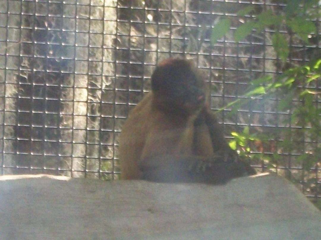 Nancy Riley's album, Zoo 4-10-11