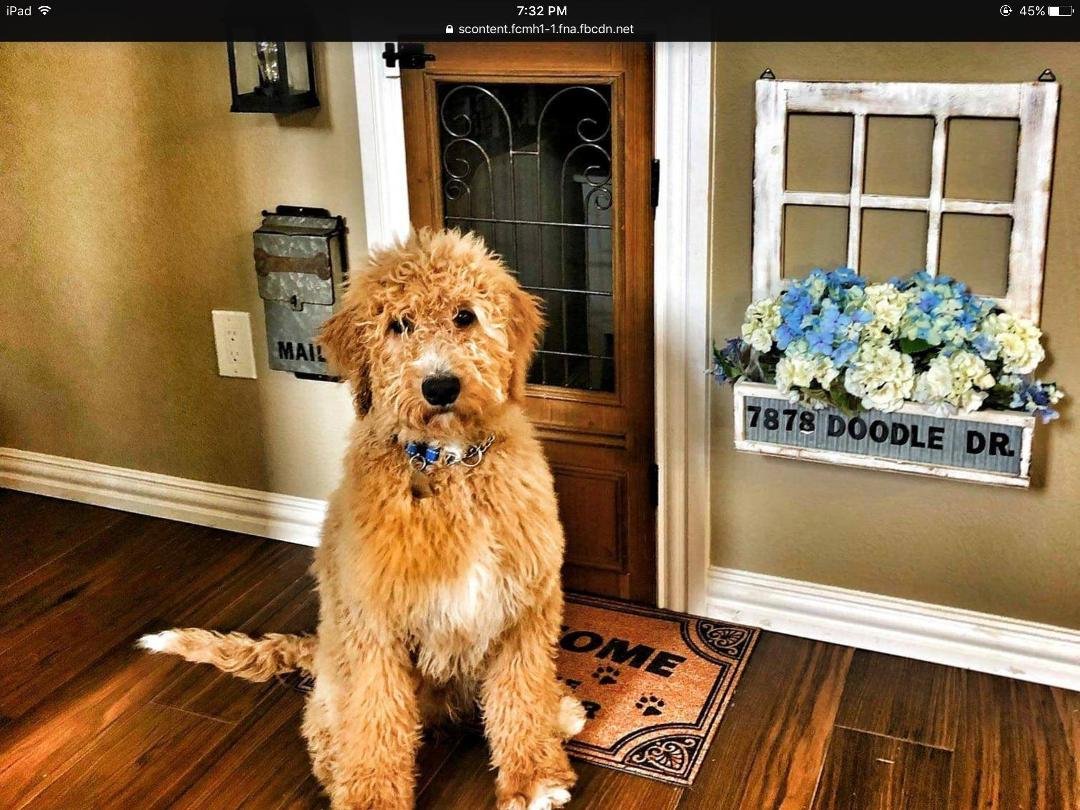 Angela Collins
I bet you can't guess who this reminds me of, lol. 🐶🐾