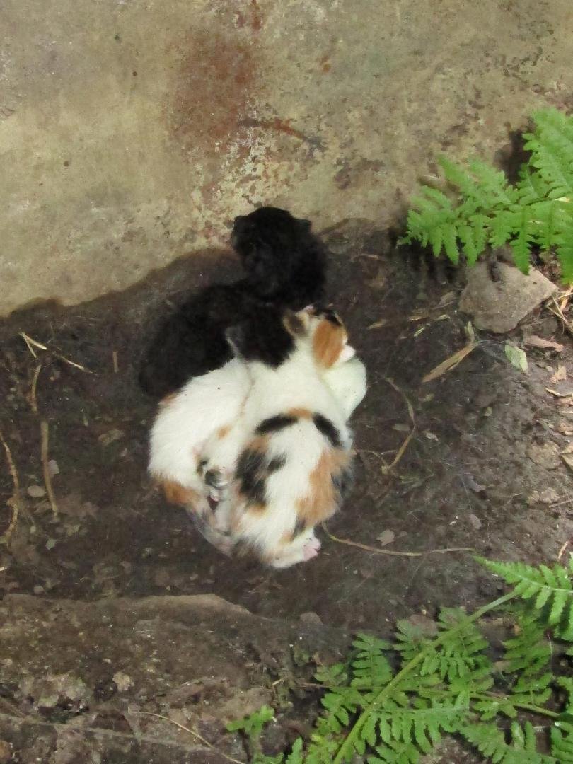 My Recently new Employee's. Sad to say that one had passed away. Here is a Pic. I will keep you posted on there progress.