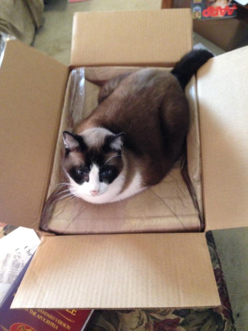 Sad day & tough decision, but had to let Dusty go to Kitty Heaven. This morning.