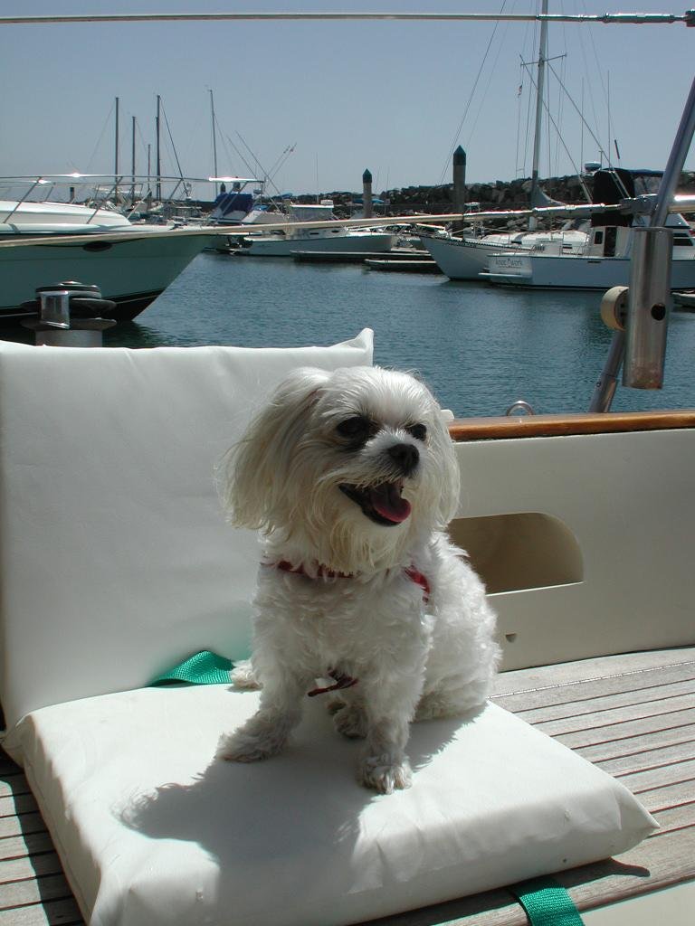 Mr Amos my blind Maltese on Sarah Ensenada Mex