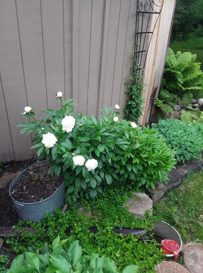 Pretty peonies were propagated up and down the Red River Valley by Jan's grandfather Lawrence Wroe.