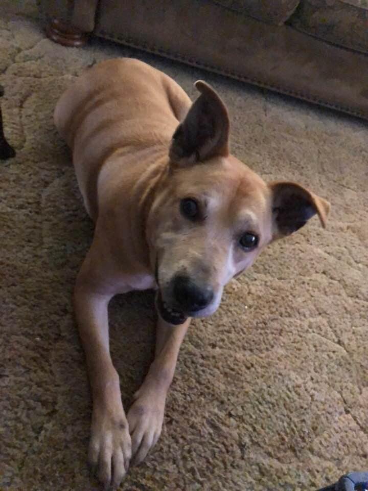 Meet Sherman, the newest member of our family!