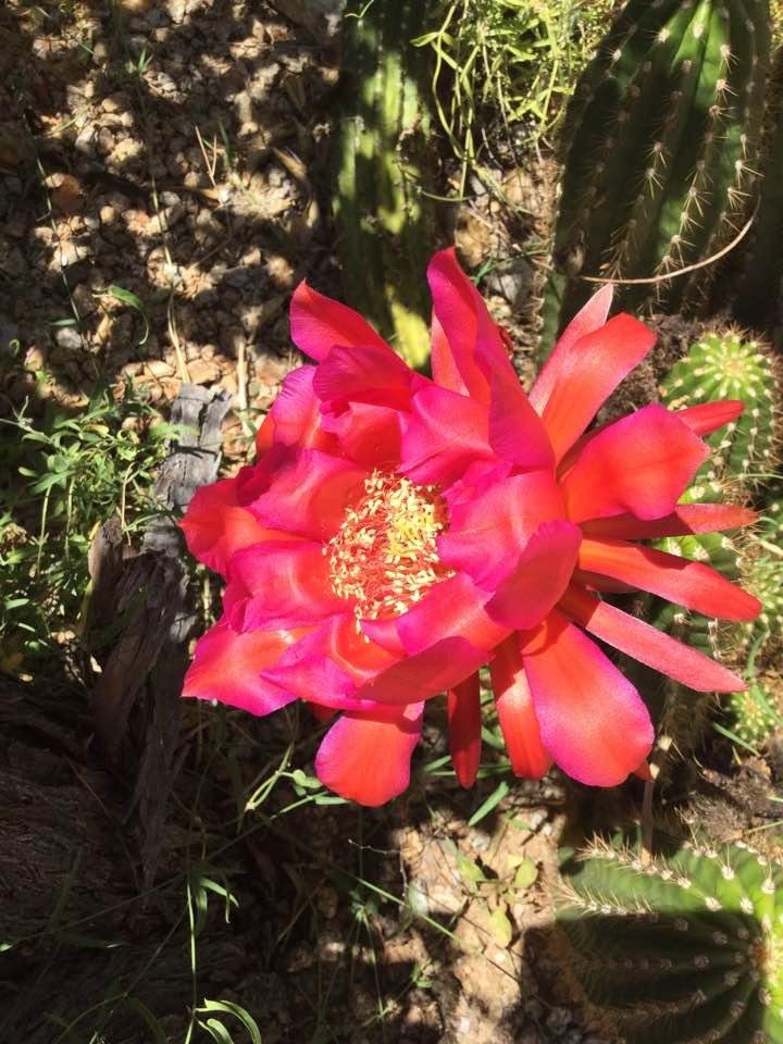 Cactus still going strong