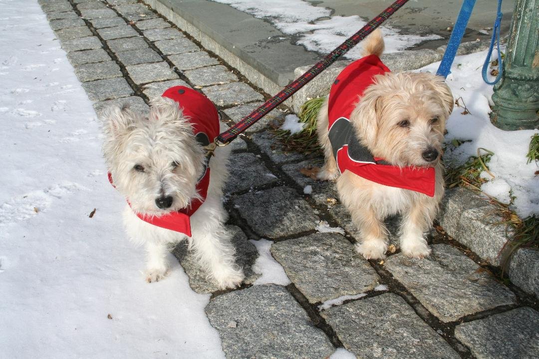 Archie and Sandy in their new coats, out for a walk this a.m.
