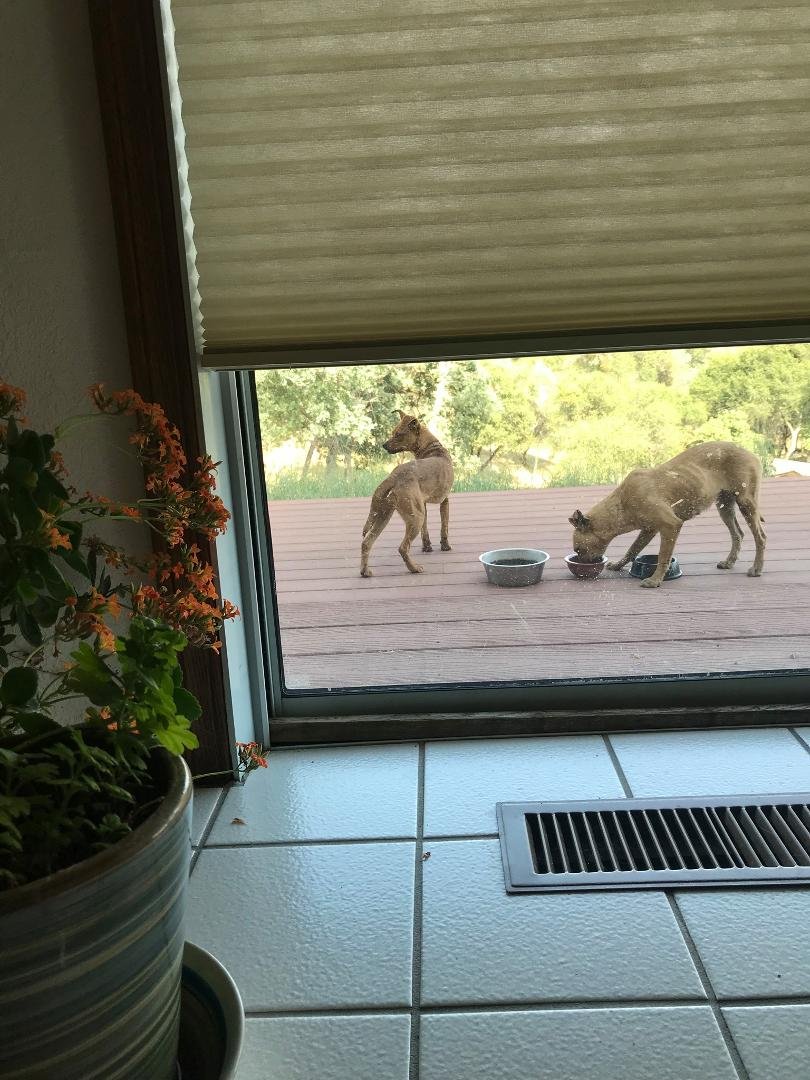 Does anyone recognize these two dogs? They have been running around our property in Coarsegold and our neighbor’s property for days now. They are very skinny, eat our cat‘s food, and one has a collar.