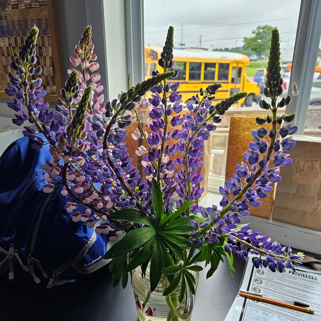 A co-worker's Lupines 😍