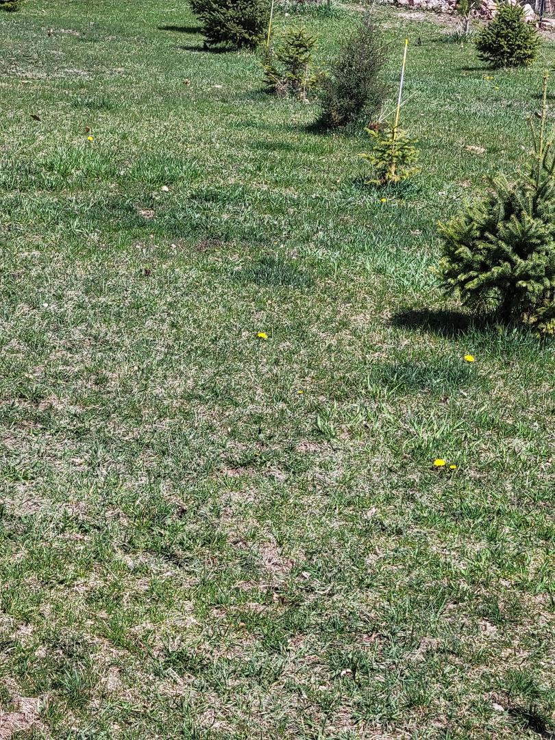 Wow,
dandelions already ?
6 years ago today we had 12" of snow on the ground !