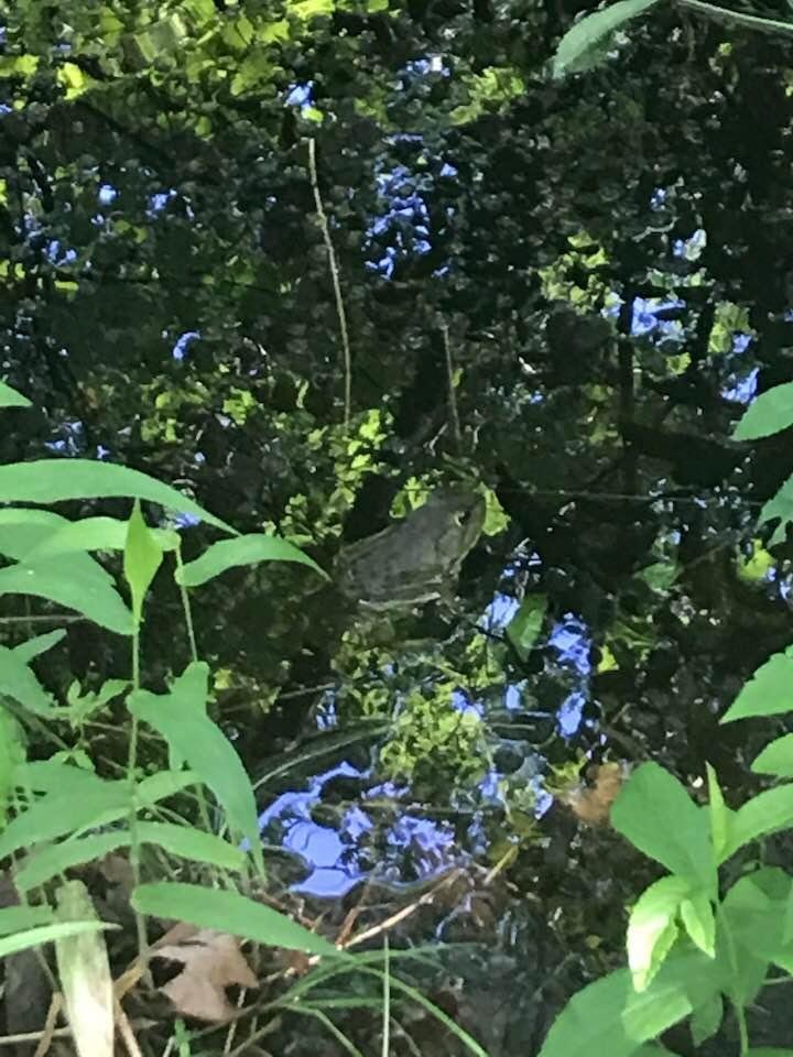 Green Frog taking a soak during our hike this morning.