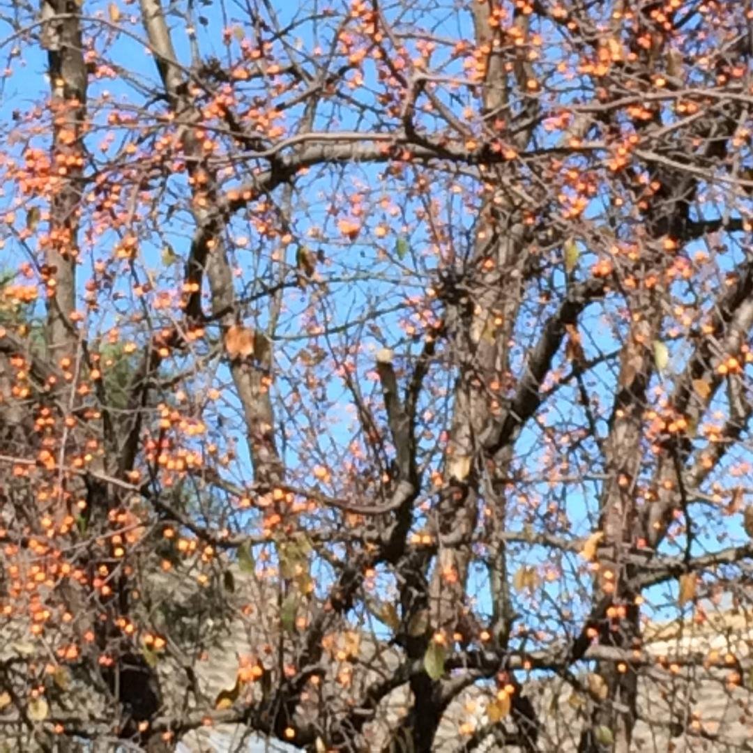 Trying to identify this tree. 30-40 feet tall and loaded with lots of orange berries just