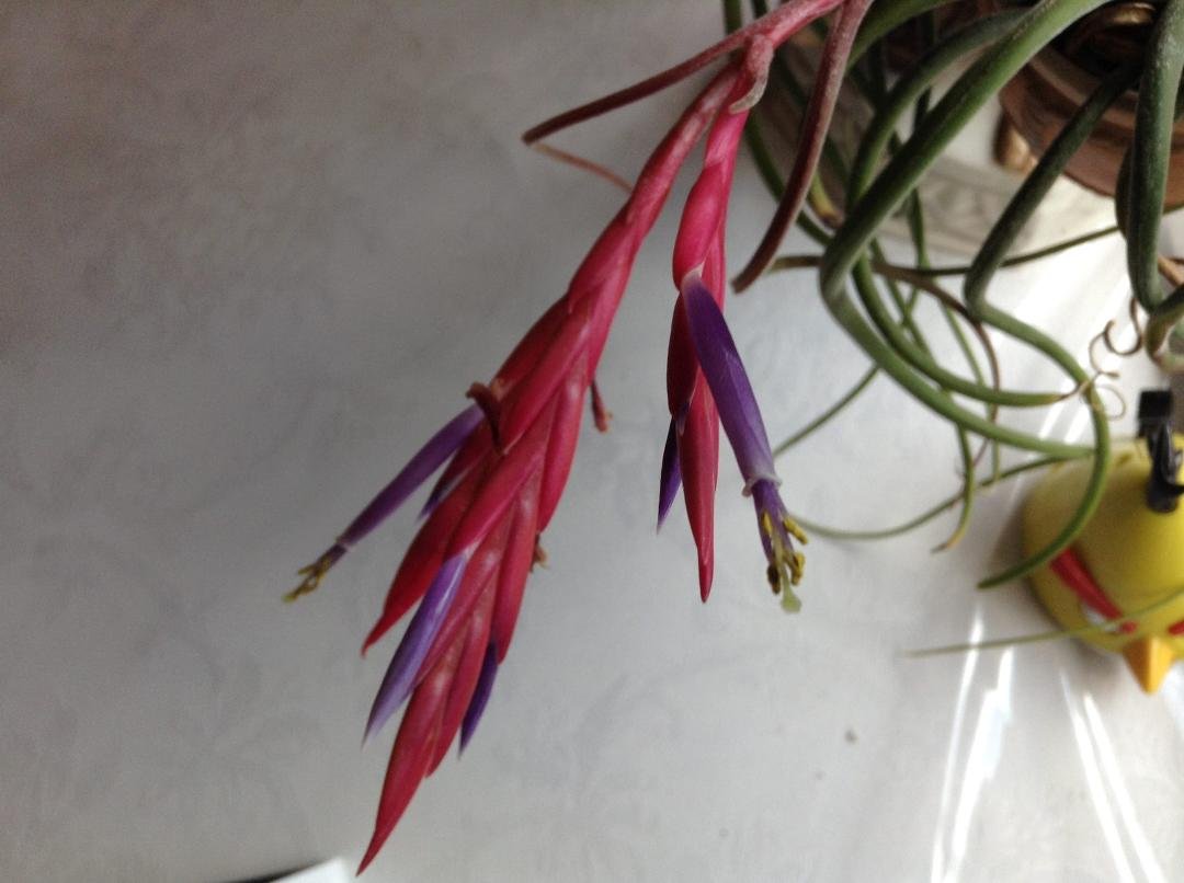 Flowering