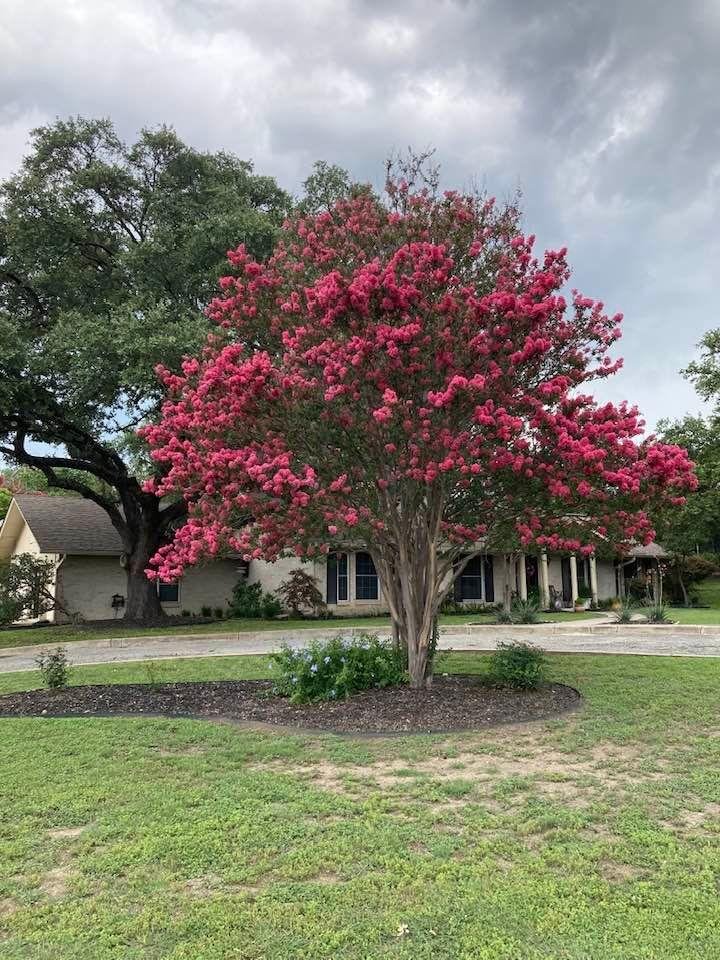 Our Crepe Myrtle Blooming up a storm. Never been like this for the 20 yrs we have lived here. Rain works wonders.