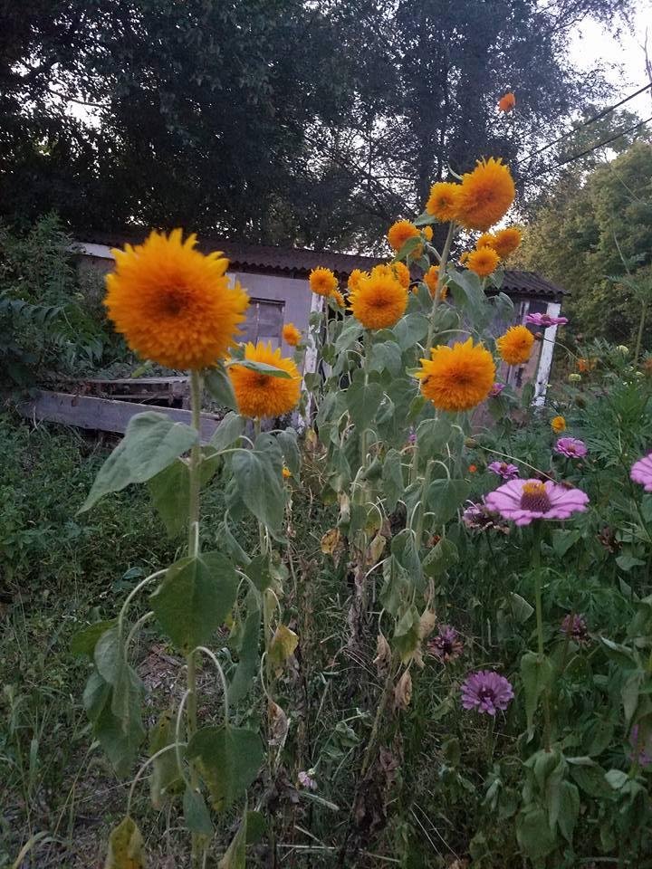 Dennis Nicholson's album, Mobile Uploads