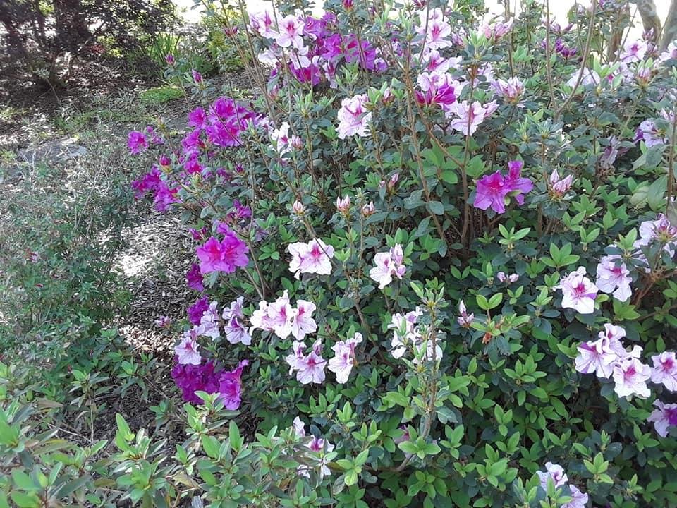 Kathy Vail's album, Mobile Uploads