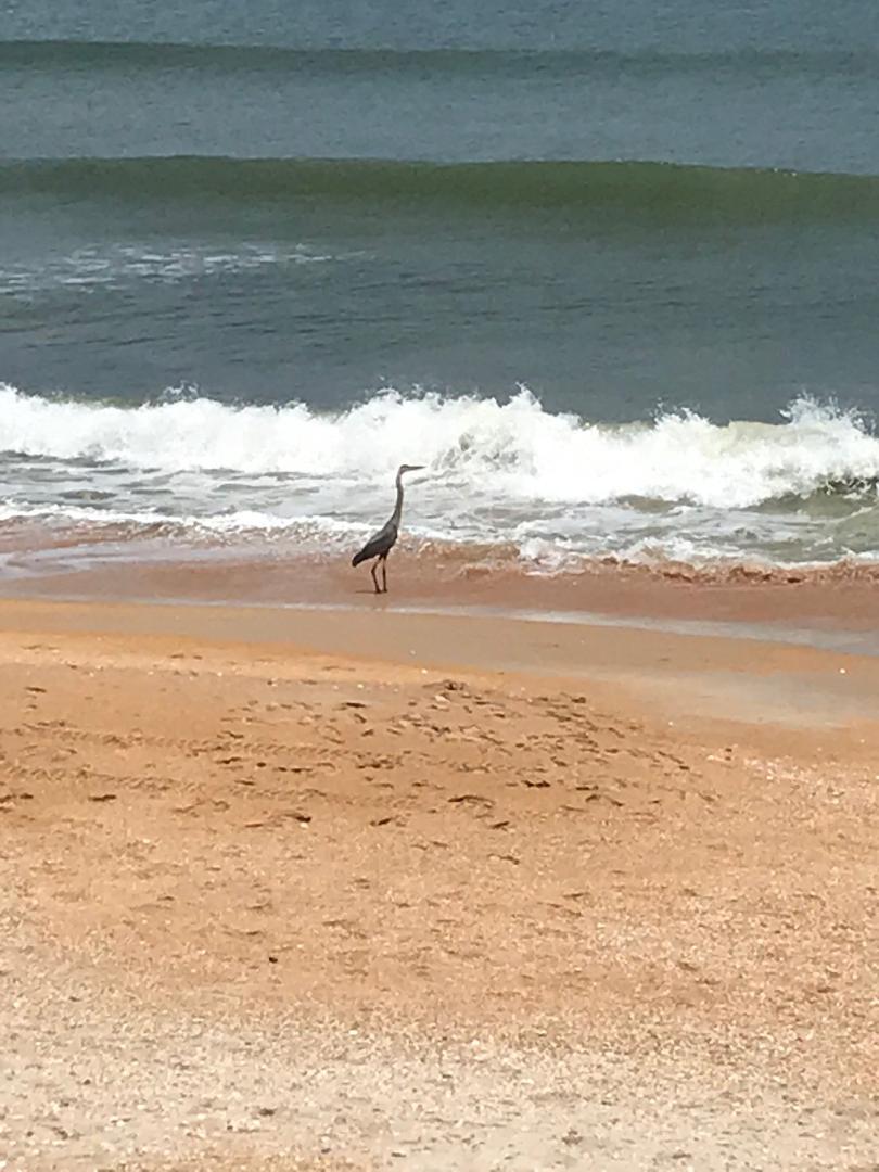 One of our neighbors taking advantage of our beach being reopened today!