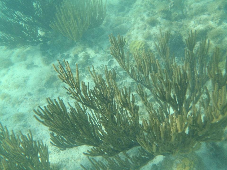 John Derbin's album, Cayman 2012
