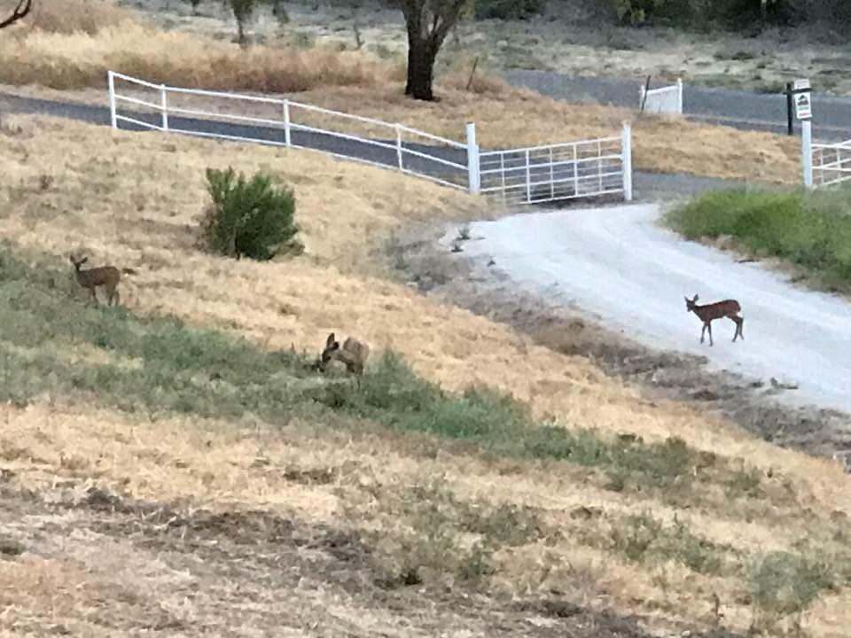 The same doe and her two fawns, two nights in a row. Hope they come back every night. They are getting used to our presence and are getting closer everyday.😃