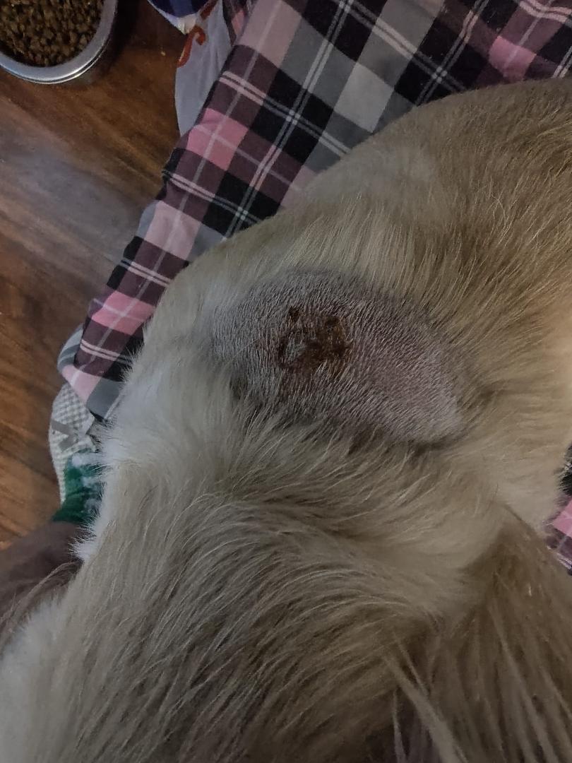 Scooters boo boo looks so much better, so far there's been no more drainage, I think the antibiotics are working, I gave him a pain pill when I got home and he laid beside me for a couple of hours resting.